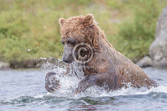 Brown bears