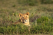 Young male lion in the grass looking out