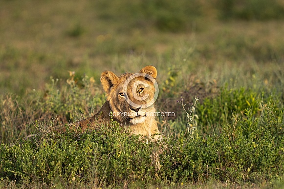 Young male lion in the grass looking out Young male lion in the grass looking out