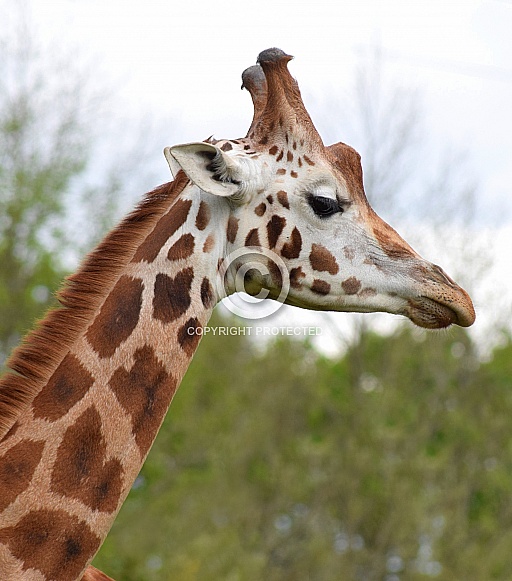 Giraffe Giraffe