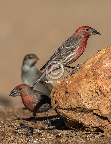 House Finch Group