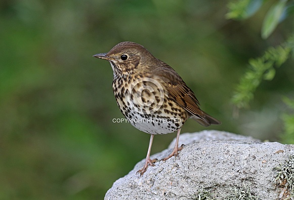 Song Thrush