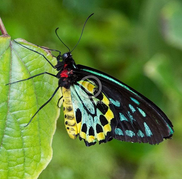 Cairns Birdwing Butterfly Cairns Birdwing Butterfly