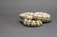 White Speckled Rattlesnake