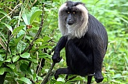 Lion-tailed Macaque/ Wanderoo