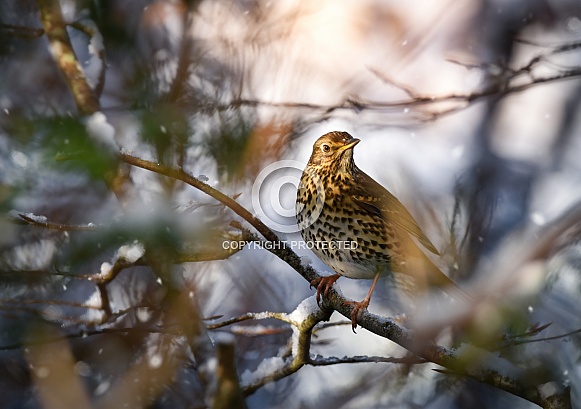 Mistle Thrush Mistle Thrush