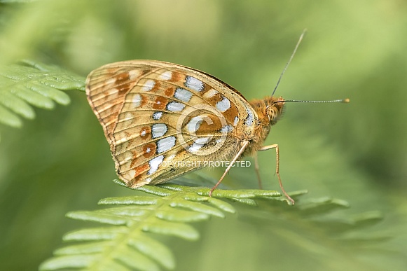 Dark Green Fritillary Closed Wing