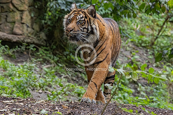Sumatran Tiger Daseep