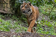 Sumatran Tiger Daseep