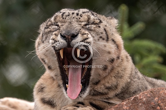 Snow Leopard Full Yawn Teeth