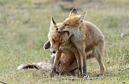 Red fox cubs