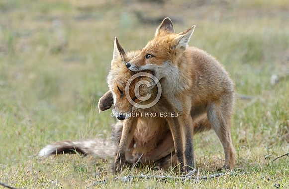 Red fox cubs Red fox cubs