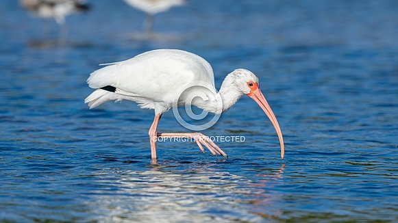 White Ibis (Eudocimus albus)