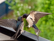 Barn swallows (feeding) 3