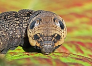 Elephant Hawkmoth Caterpillar