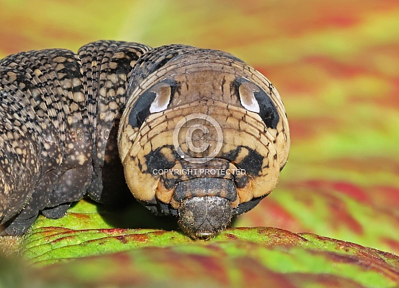 Elephant Hawkmoth Caterpillar