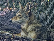 Red Wolf
