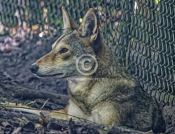 Red Wolf
