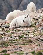 A wild mountain goat kid laying down