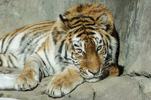 Amur Tiger Amur Tiger