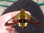 Broad-bordered beehawk moth
