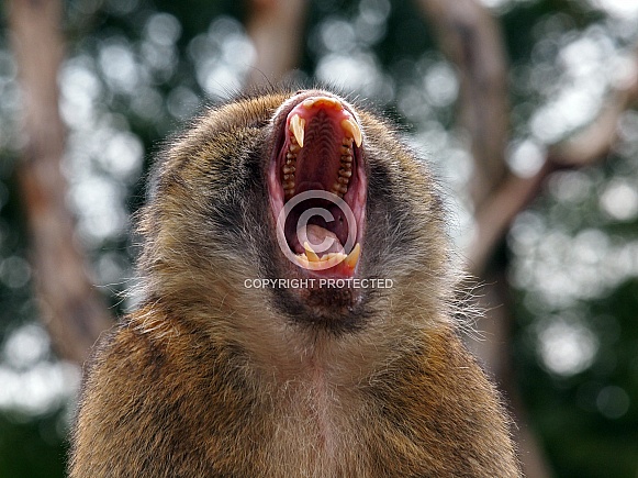 Barbary macaque (Macaca sylvanus)