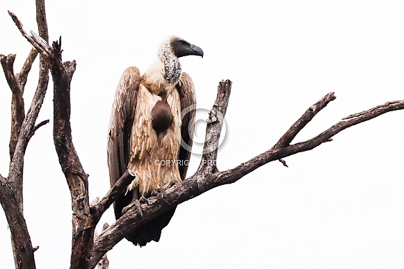 White-Backed Vulture