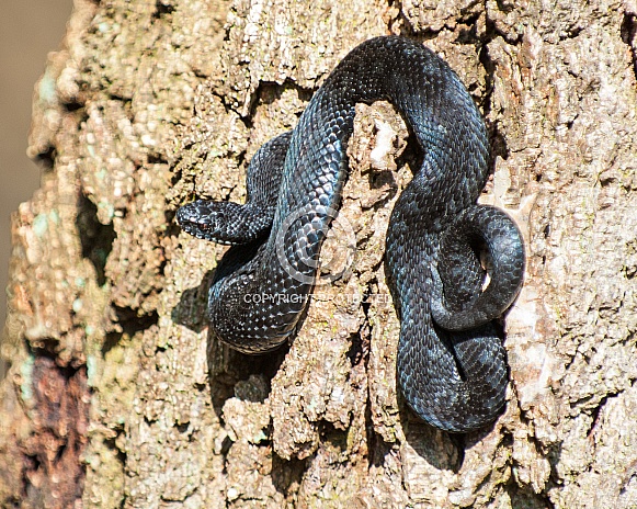 black adder on tree trunk black adder on tree trunk