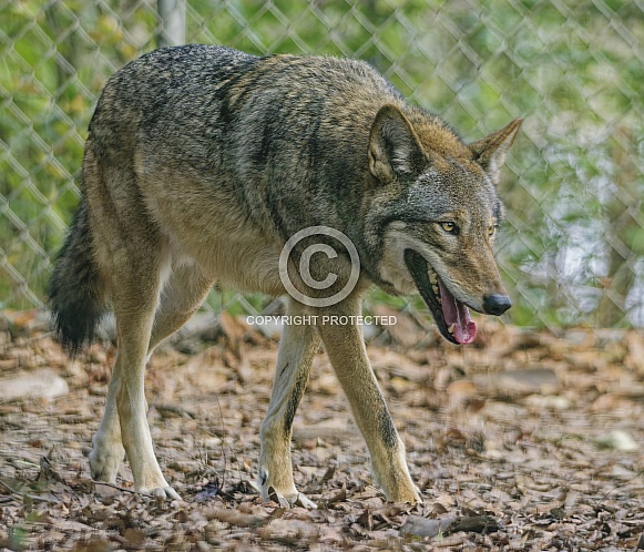 Red Wolf