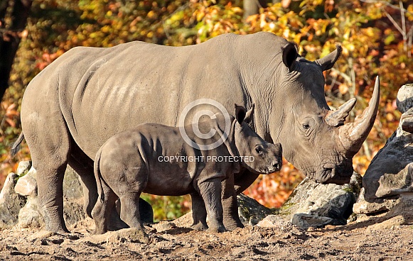 White Rhino