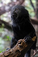 Goeldi's marmoset (Callimico goeldii)