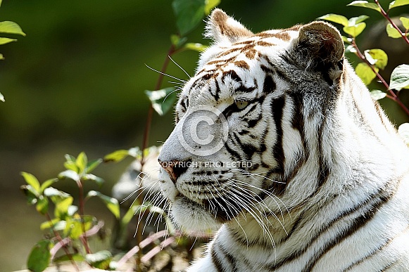 White Tiger