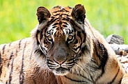 Bengal Tiger Sitting Up Alert