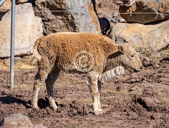 American Bison American Bison