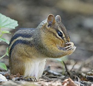 Chipmunk