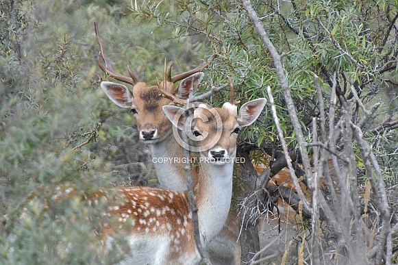 Fallow Deer