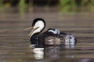 Western Grebe