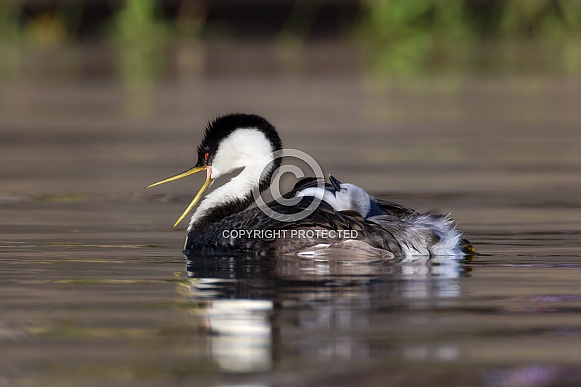 Western Grebe Western Grebe