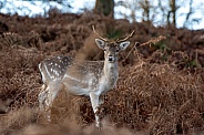 deer (fallow buck)