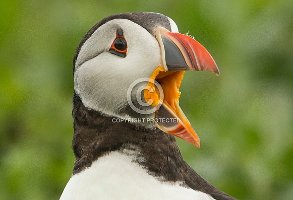 Puffin Puffin