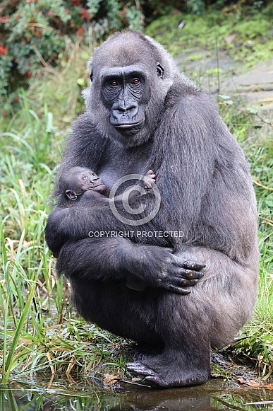 Western Lowland Gorilla (Gorilla Gorilla Gorilla) Western Lowland Gorilla (Gorilla Gorilla Gorilla)