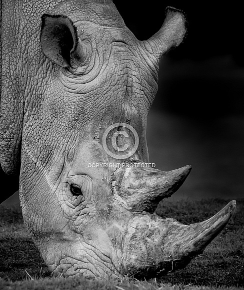 White Rhinoceros White Rhinoceros