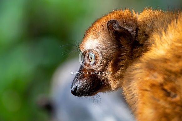blue-eyed black lemur (Eulemur flavifrons) blue-eyed black lemur (Eulemur flavifrons)