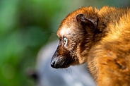 blue-eyed black lemur (Eulemur flavifrons)