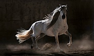 Andalusian Horse--Power Extraordinaire