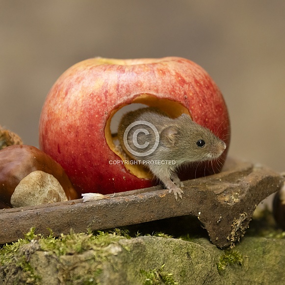 Harvest Mouse