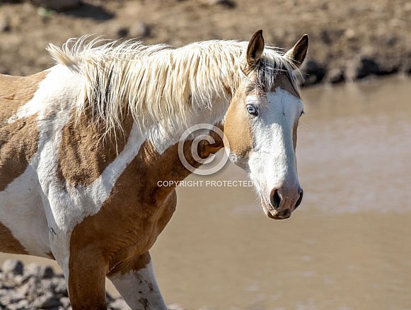 Wild Horse