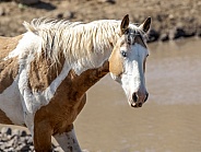 Wild Horse