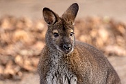 A Red-Necked Wallaby (Notamacropus rufogriseus)