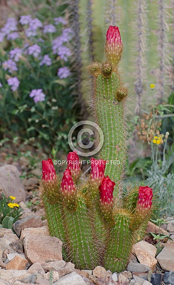 Torch Cactus near Full Bloom